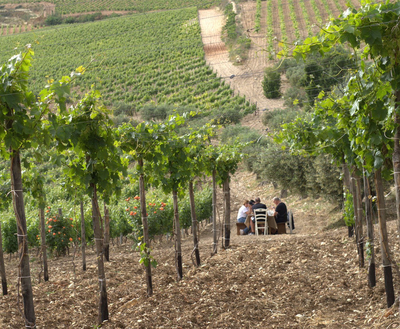light lunch in vineyard at Castellammare del Golfo Sicily