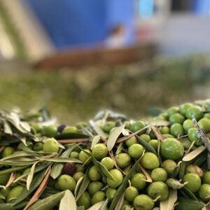 olive