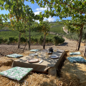 Pranzo in vigna - immagine 2