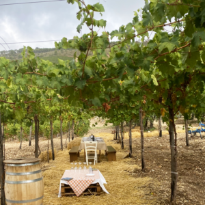 wine tasting Castellammare del Golfo